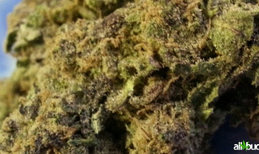 Weed shop in Prague. 
                    Purple Urkle Marijuana Strain