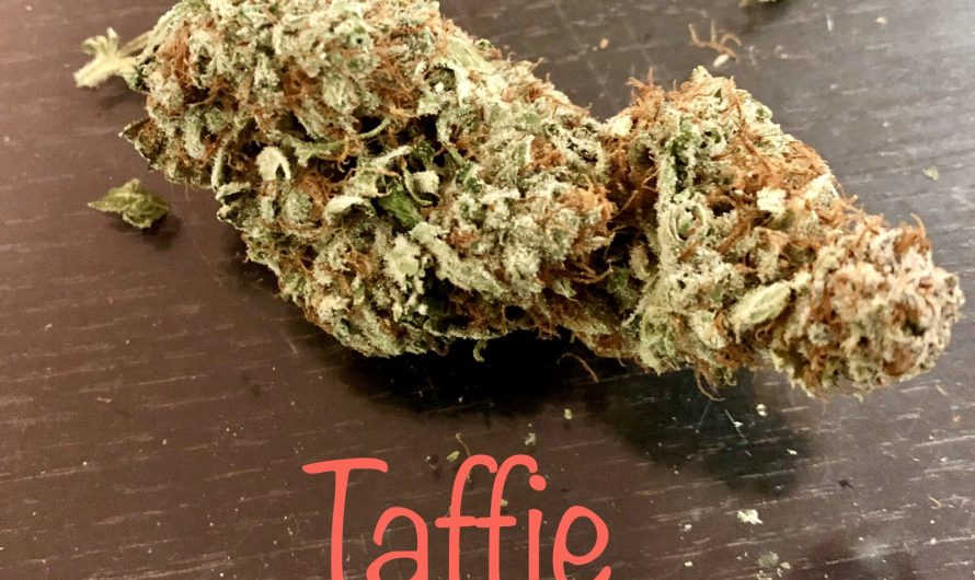 Weed shop in Prague. 
                    taffie Marijuana Strain