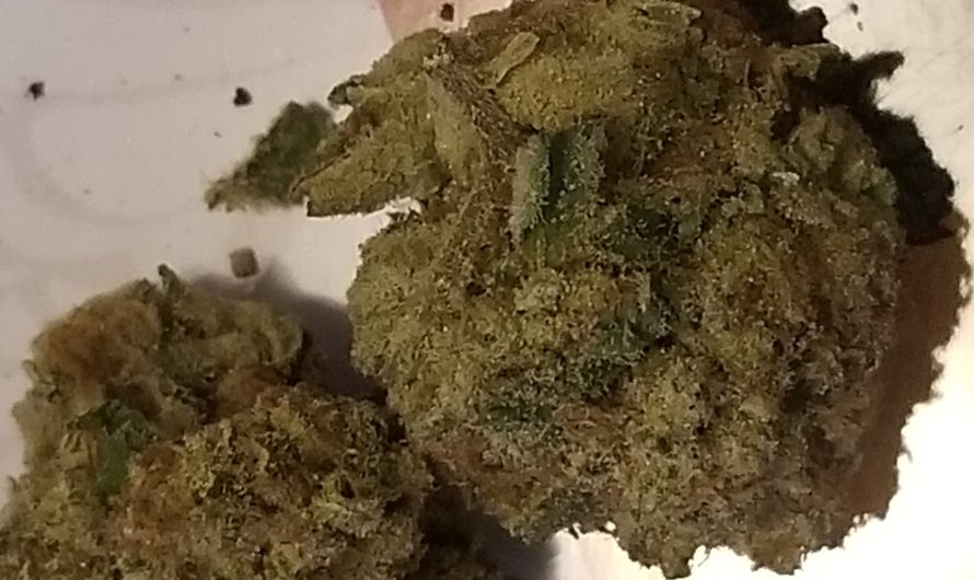 Weed shop in Prague. 
                    Lemon Cherry Gelato Marijuana Strain