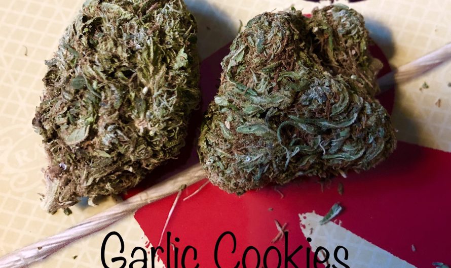 Weed shop in Prague. 
                    Garlic Cookies Marijuana Strain