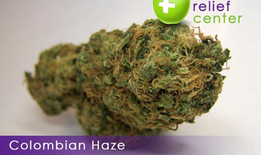 Weed shop in Prague. 
                    Columbian Haze Marijuana Strain