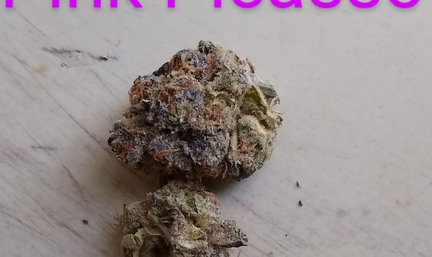 Weed shop in Prague. 
                    Pink Picasso Marijuana Strain