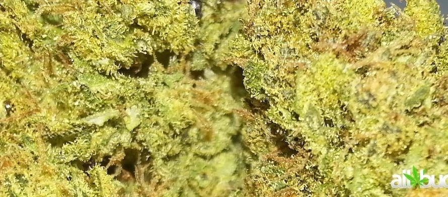 Weed shop in Prague. 
                    Blueberry Diesel Marijuana Strain