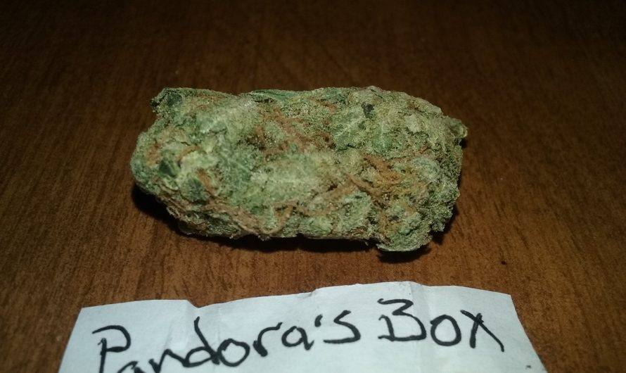 Weed shop in Prague. 
                    Pandora’s Box Marijuana Strain