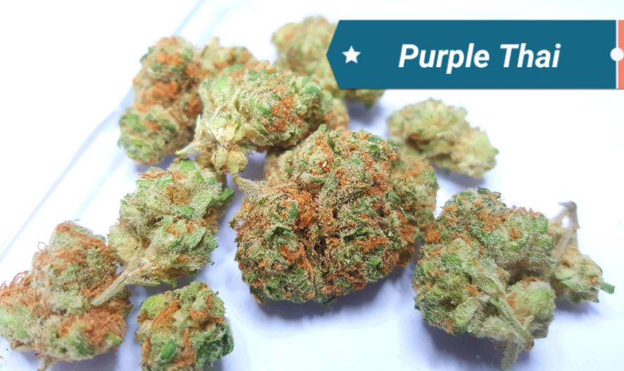 Weed shop in Prague. 
                    Purple Thai Marijuana Strain