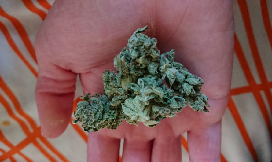 Weed shop in Prague. 
                    Godzilla Glue Marijuana Strain