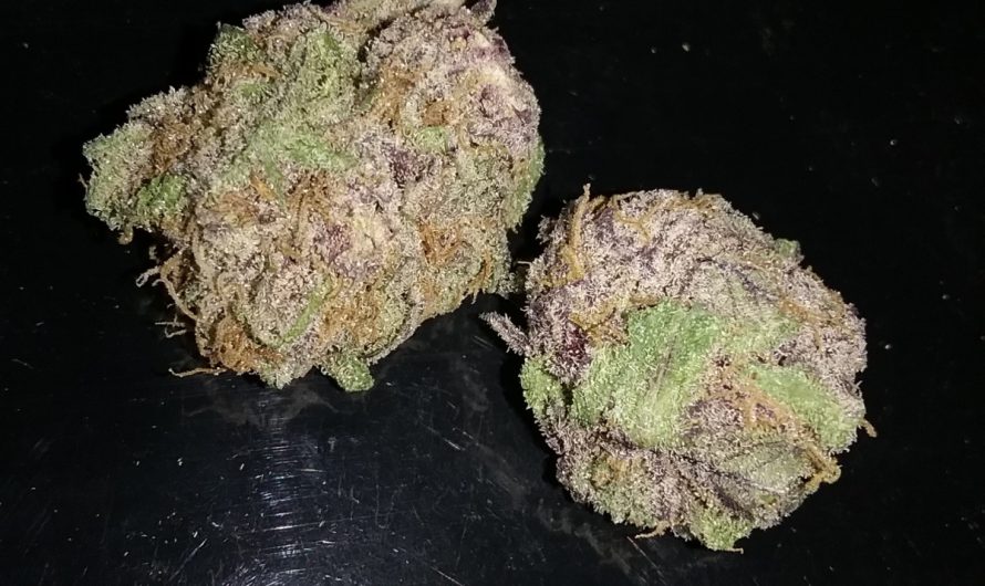 Weed shop in Prague. 
                    Purple Maui Marijuana Strain