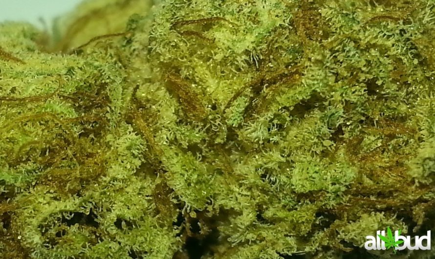 Weed shop in Prague. 
                    Blackberry Kush Marijuana Strain