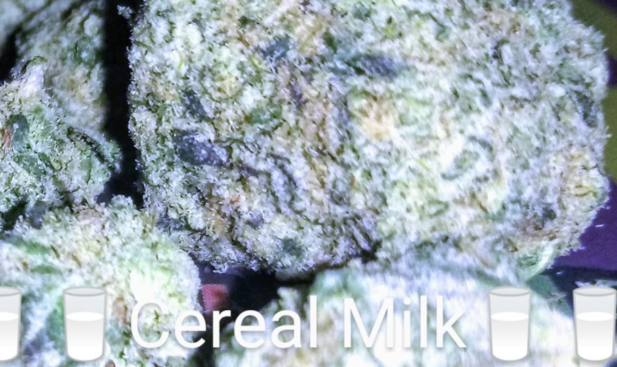 Weed shop in Prague. 
                    Cereal Milk Marijuana Strain