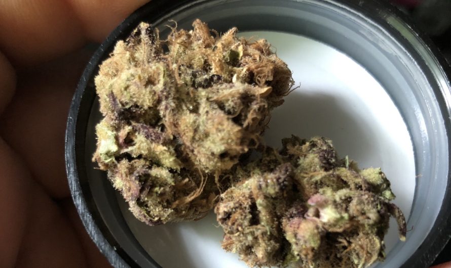 Weed shop in Prague. 
                    Purple Linda Marijuana Strain